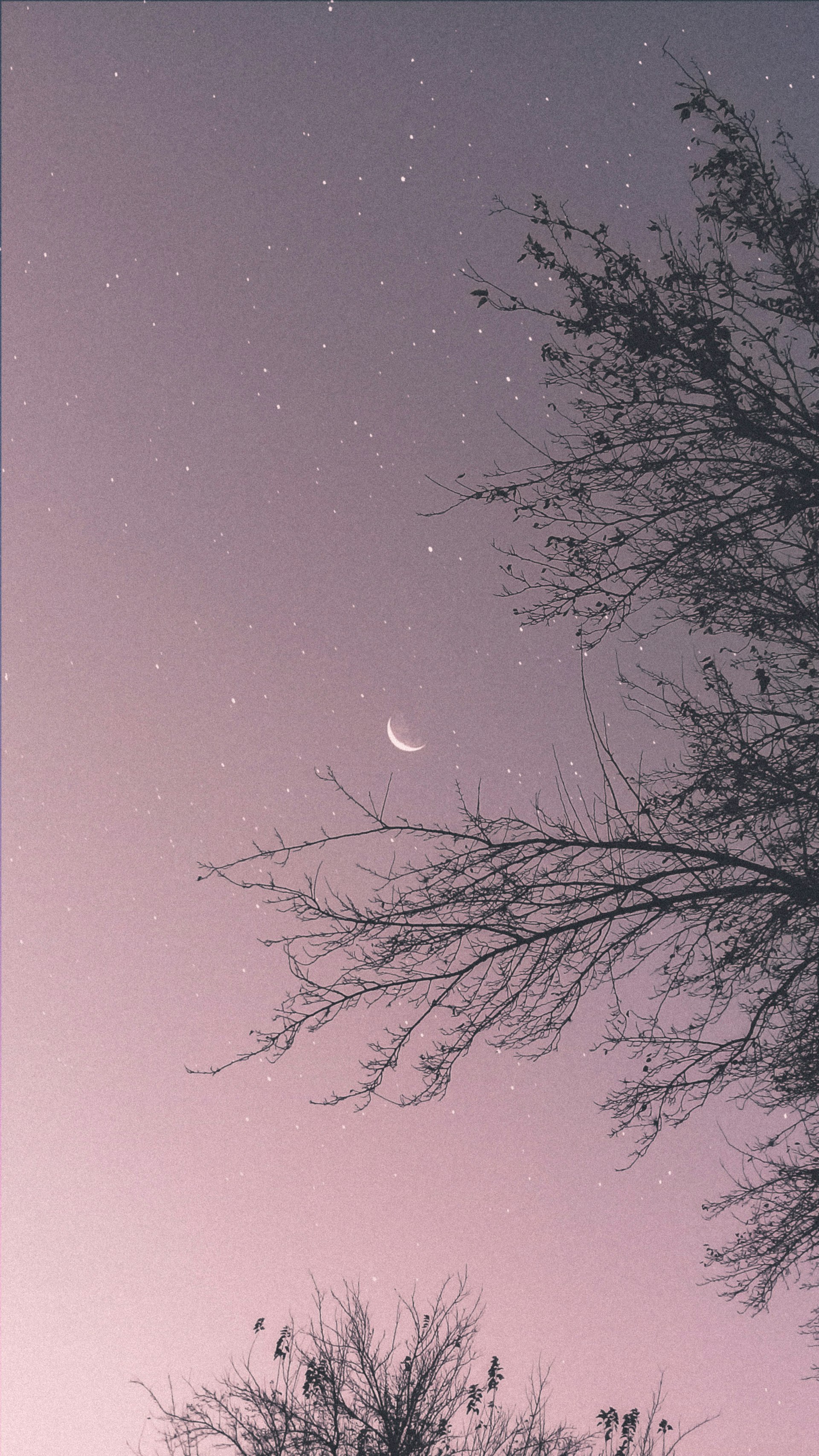 A thin crescent moon glimpsed through bare branches in a twilight sky — the visual soul of Dance Temple: New Moon